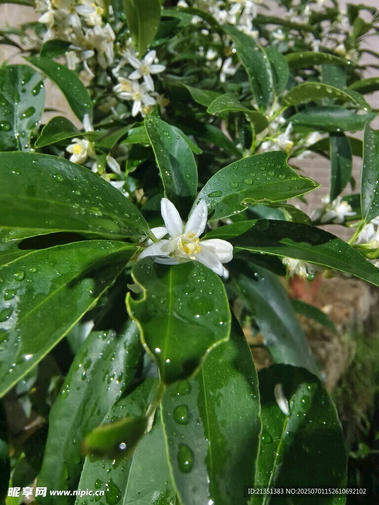 金桔花