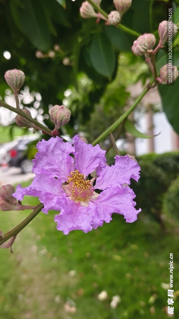 大花紫薇
