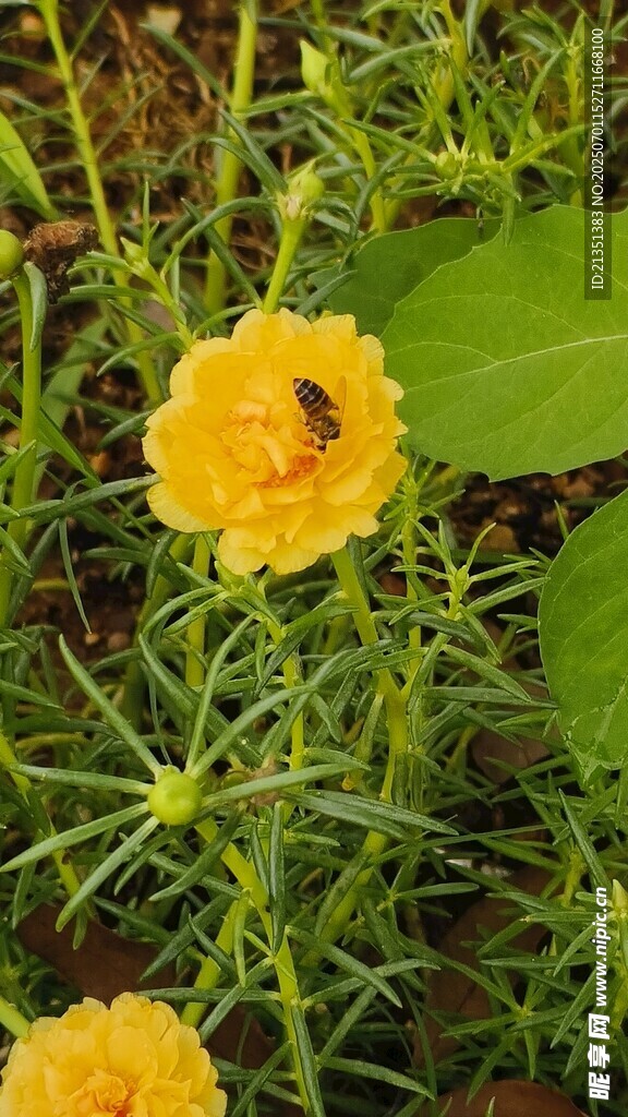 重瓣太阳花