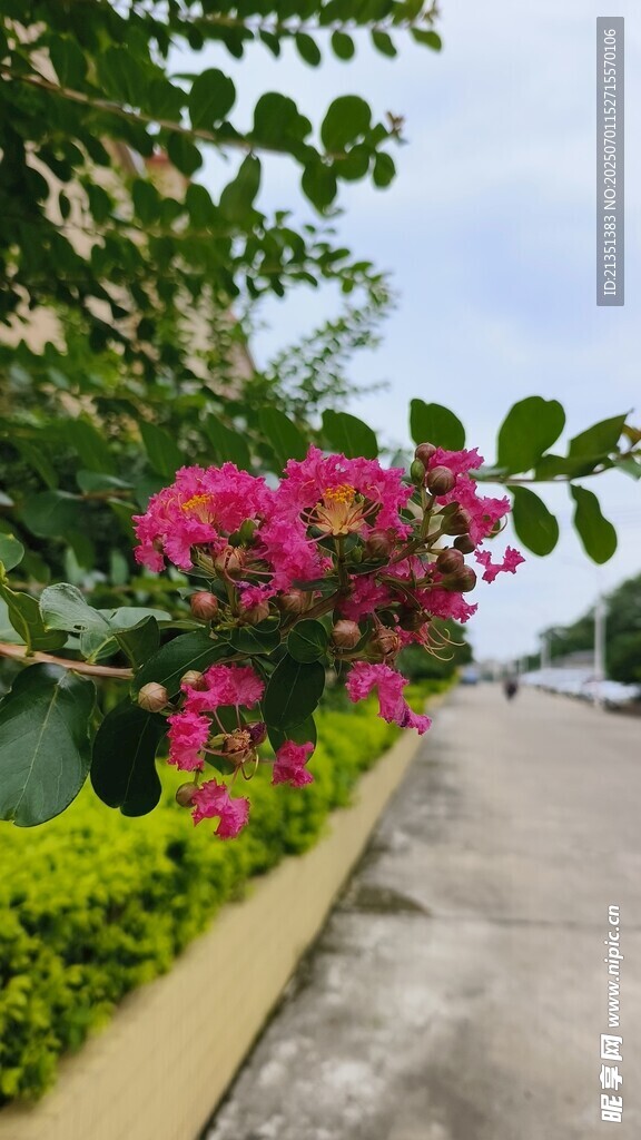 紫薇