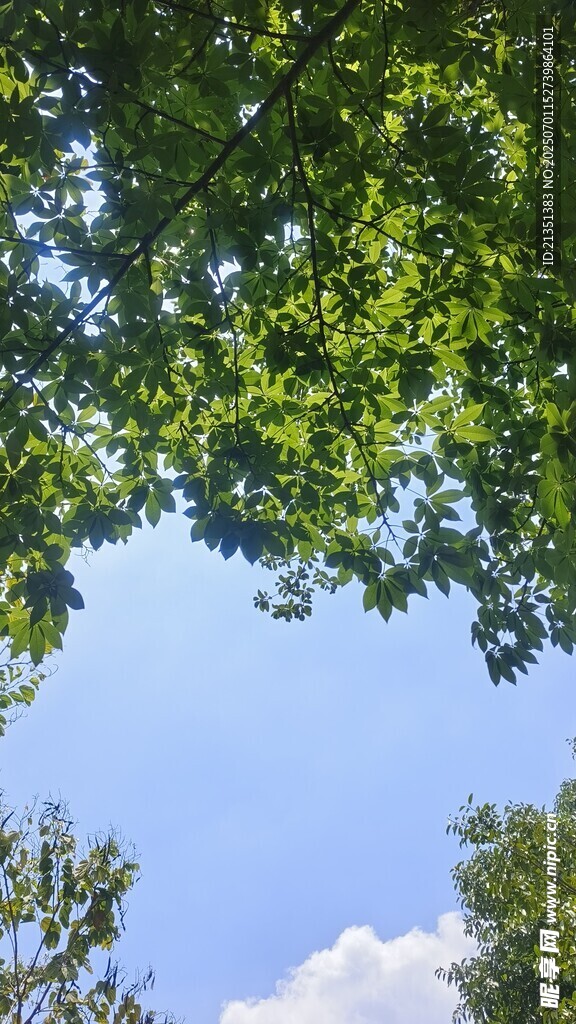 绿荫