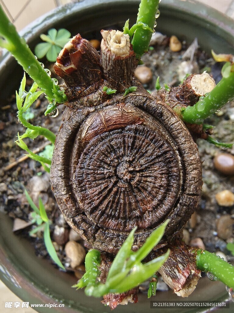 生机