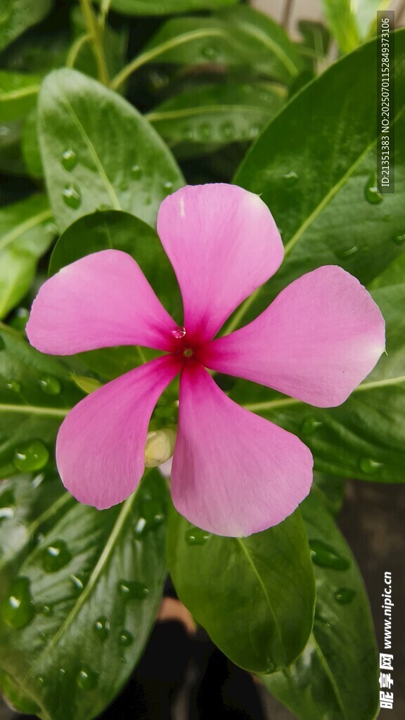 鲜花