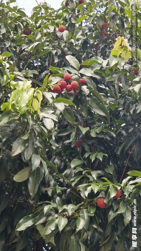 荔枝