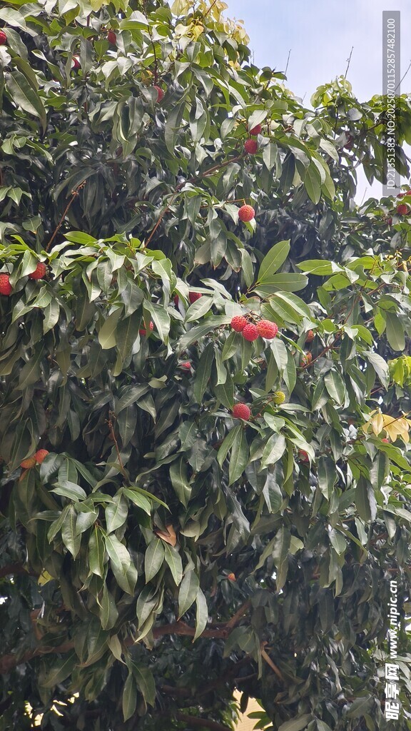荔枝树