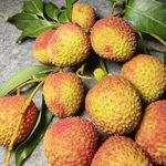 荔枝