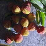 荔枝