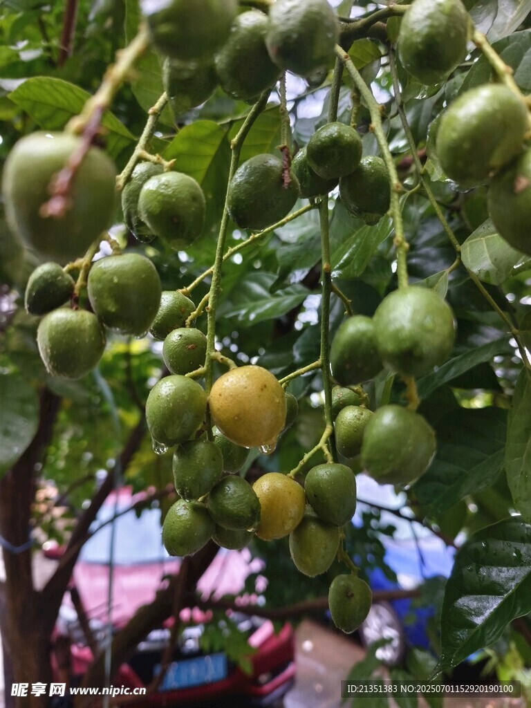 黄皮