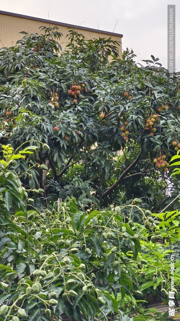 果树