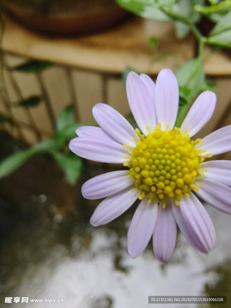 雏菊