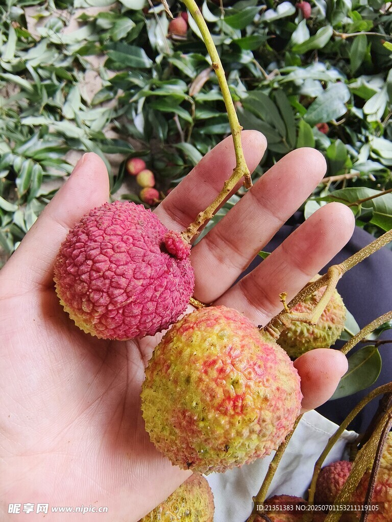 荔枝