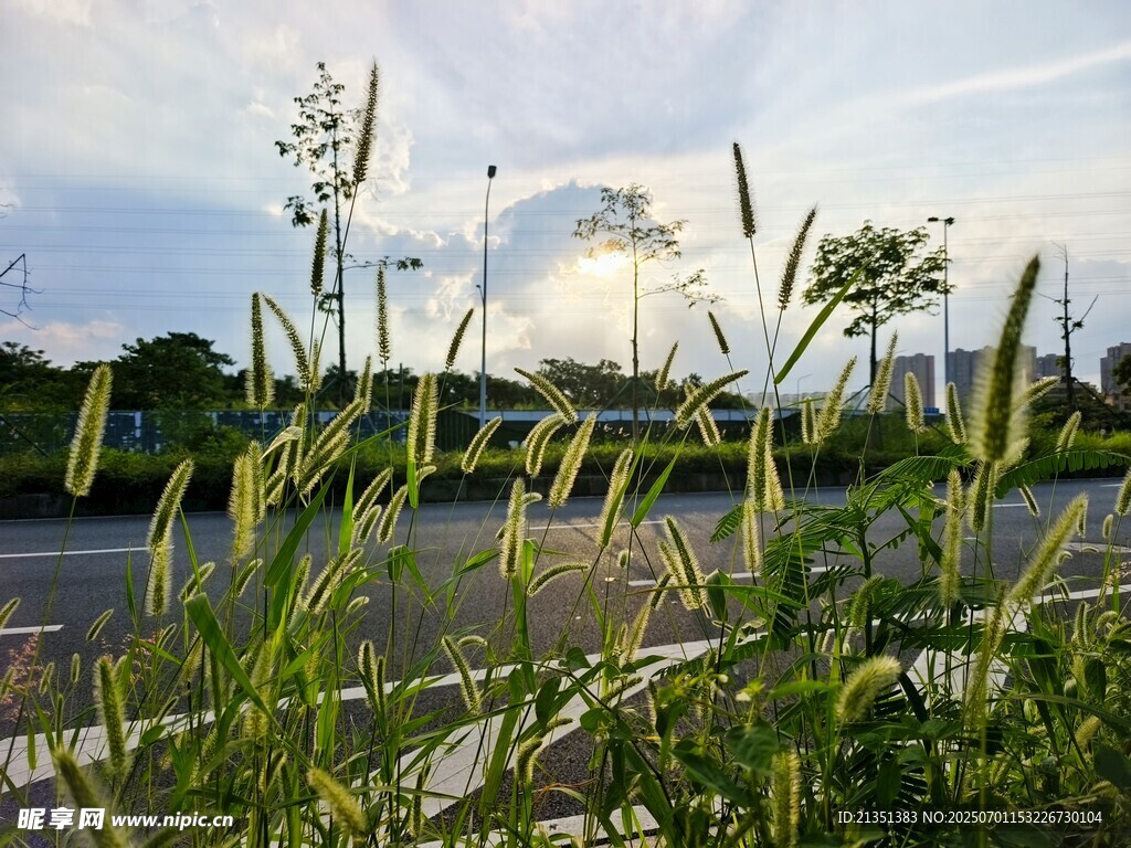 狗尾巴草