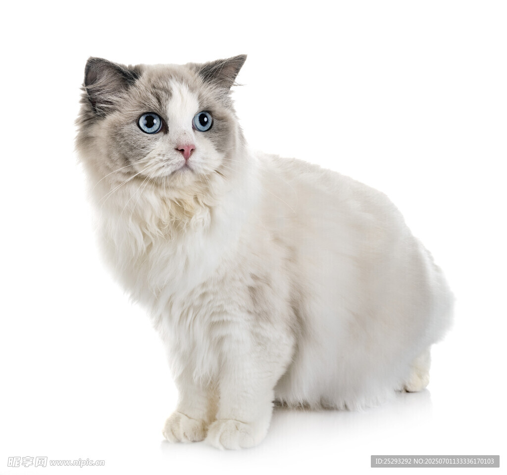 可爱长毛猫的优雅姿态