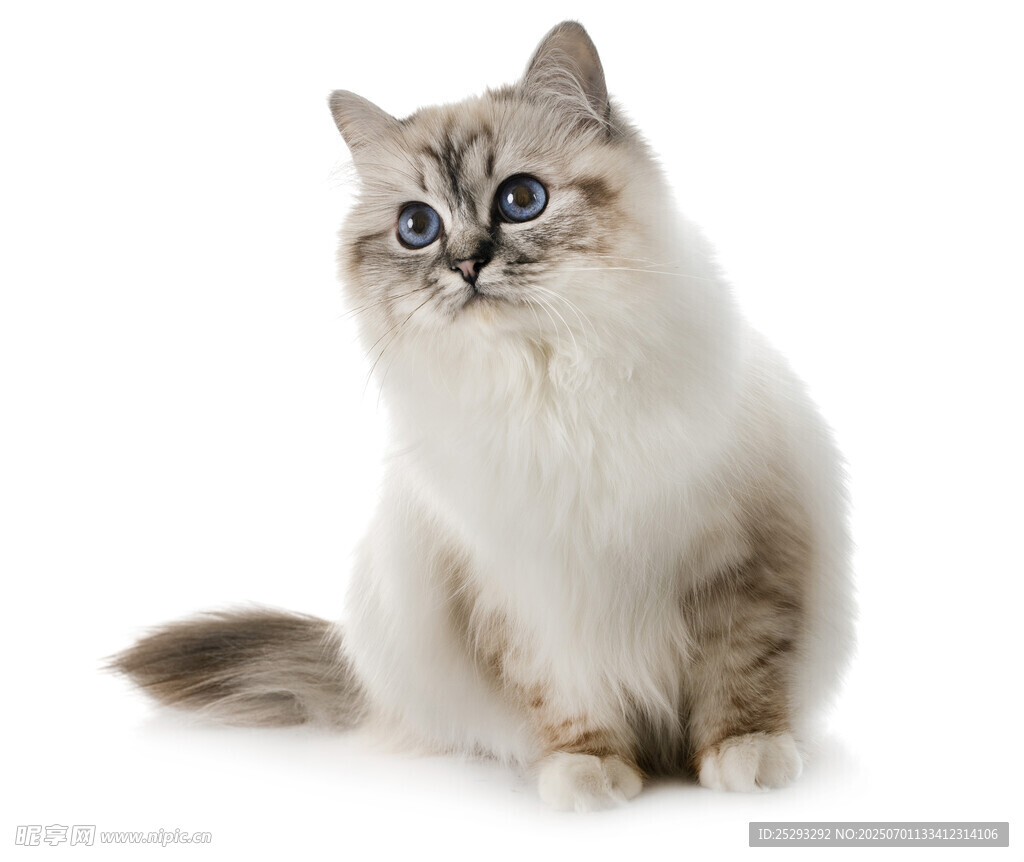 可爱布偶猫端坐