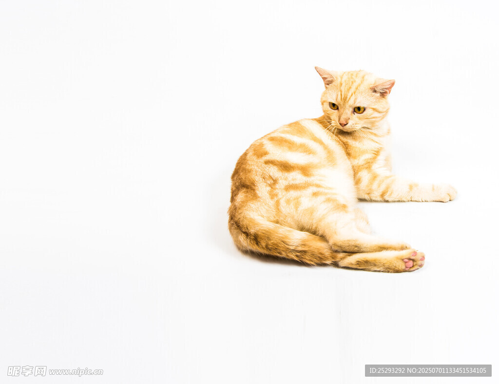 橘猫侧卧姿态悠闲