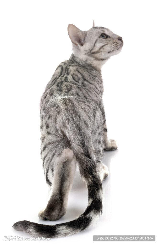 花纹猫咪优雅背影