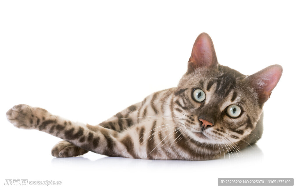 躺卧的斑纹猫咪