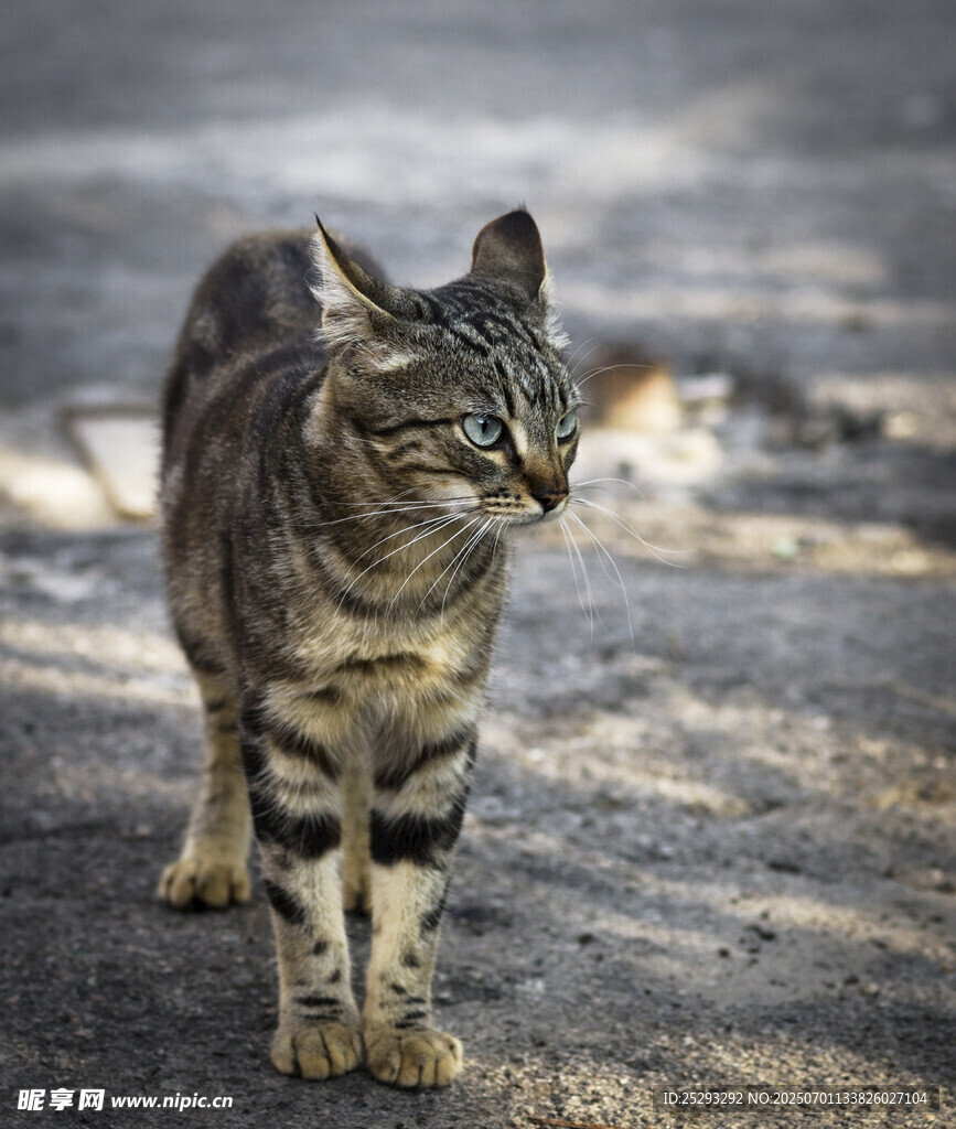 路边行走的条纹猫咪
