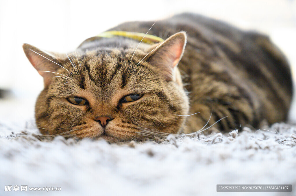 趴着的斑纹猫咪