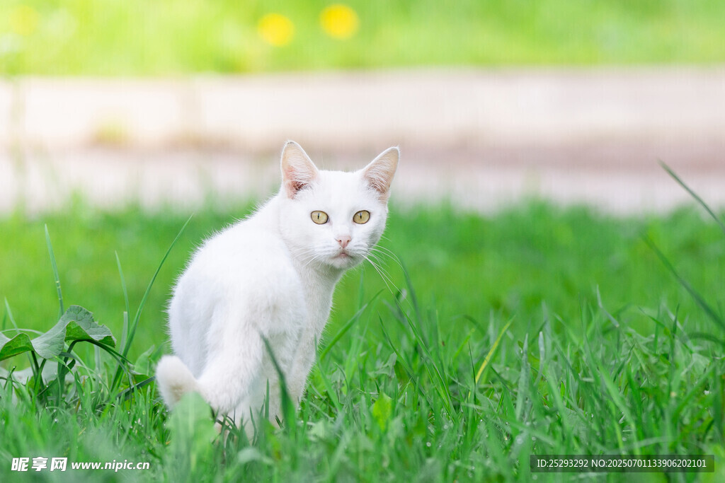 草地上的白色猫咪
