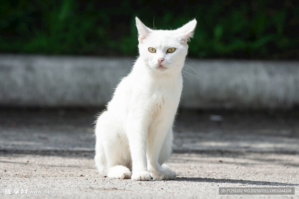 白色猫咪端坐