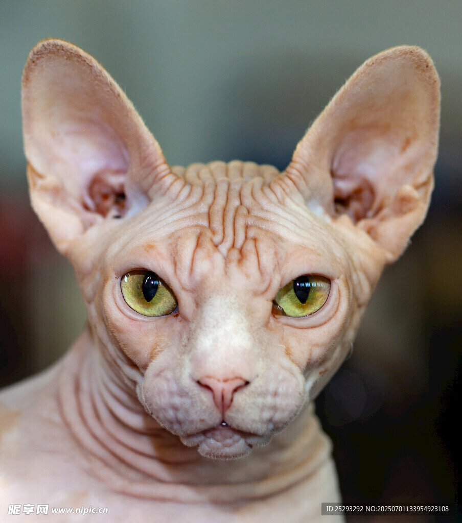 无毛猫特写