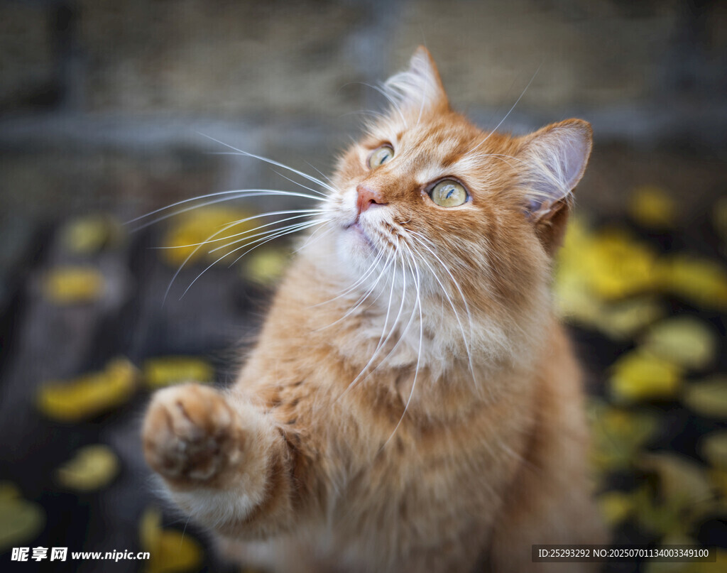 仰头的长毛猫