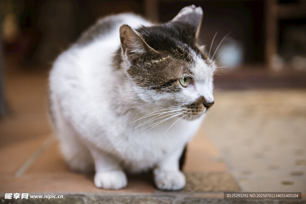 蹲坐的可爱猫咪