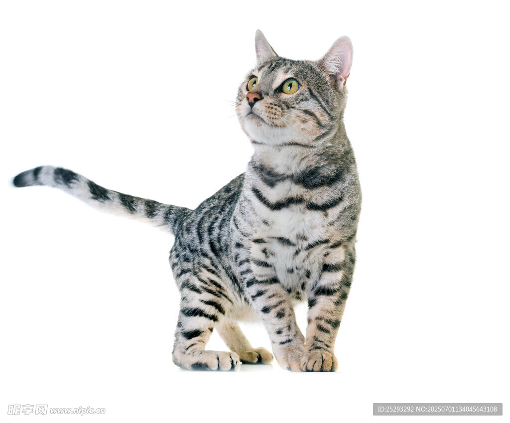站立的斑纹猫咪