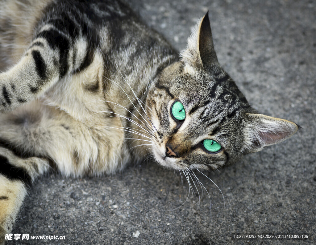 绿眼斑纹猫惬意躺地