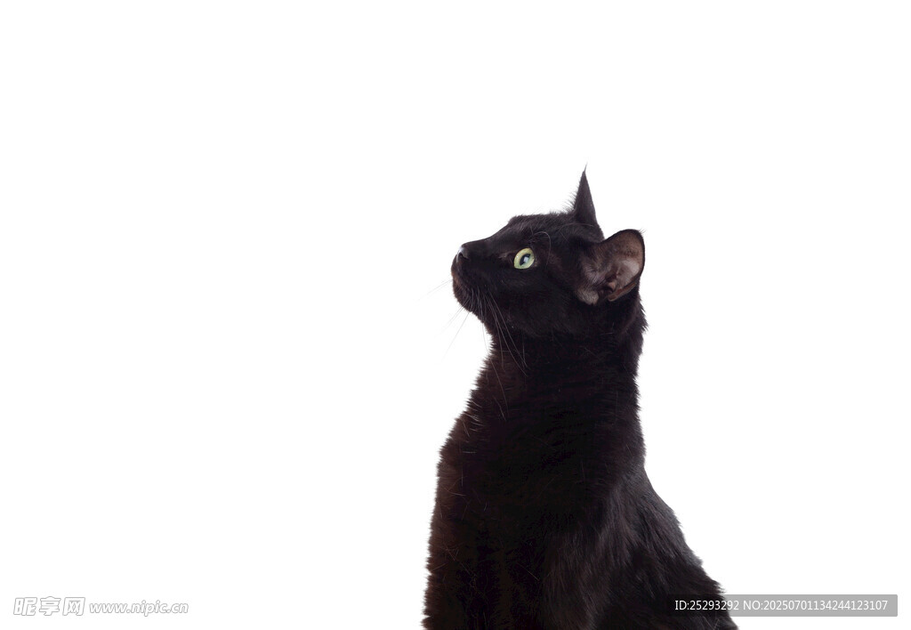 黑猫仰头望