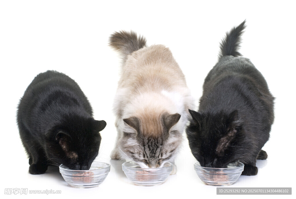 三只猫咪低头进食画面