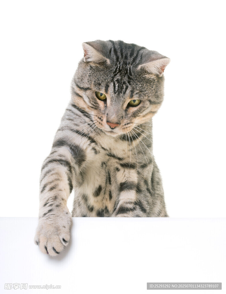 猫咪探头好奇张望