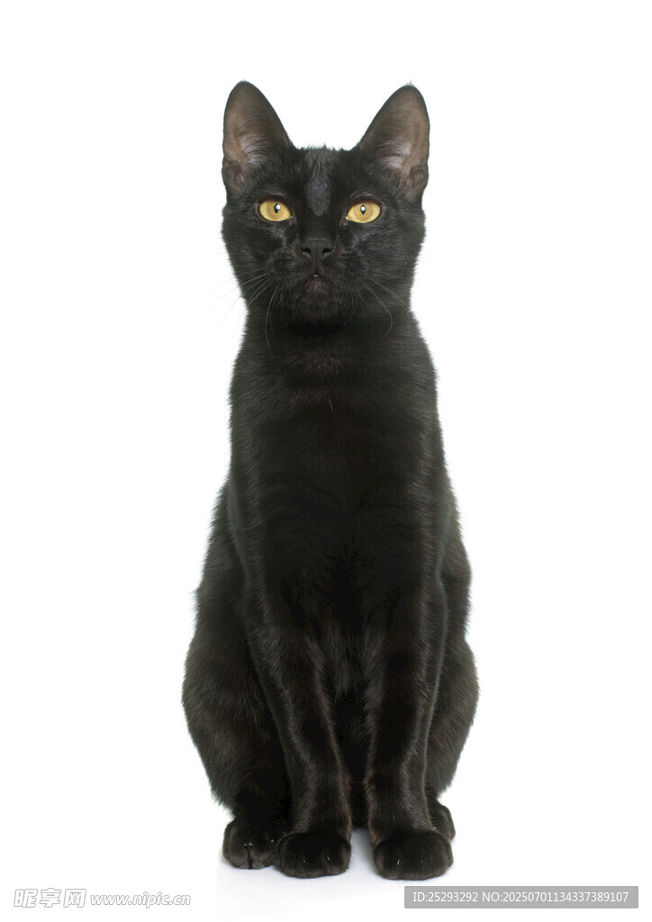 端坐的黑猫