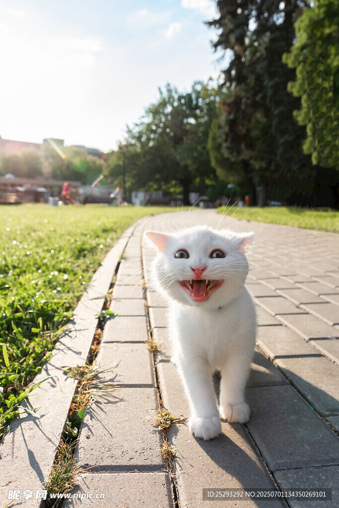 阳光下行走的快乐猫咪