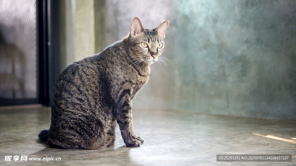 独坐的斑纹猫