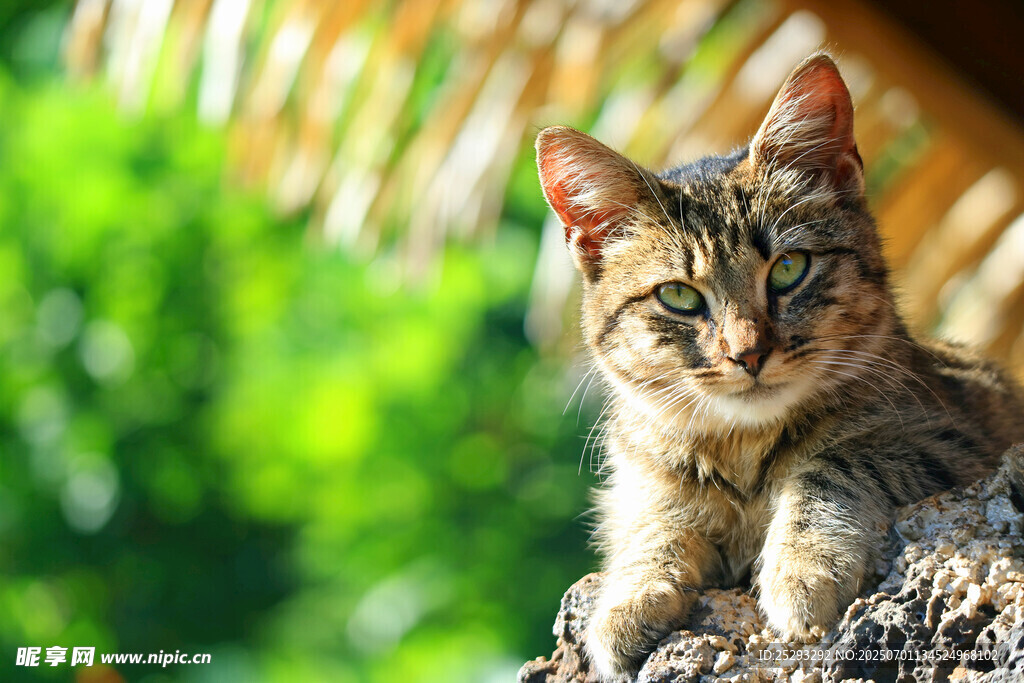 阳光下的可爱斑纹小猫