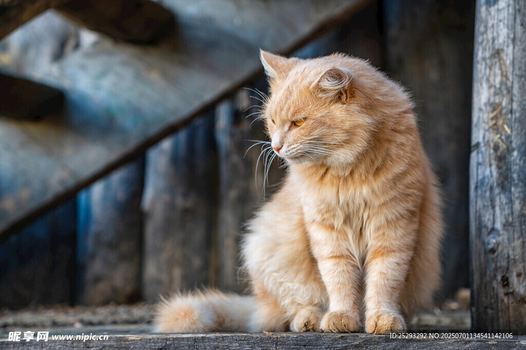 橘猫坐于旧楼梯
