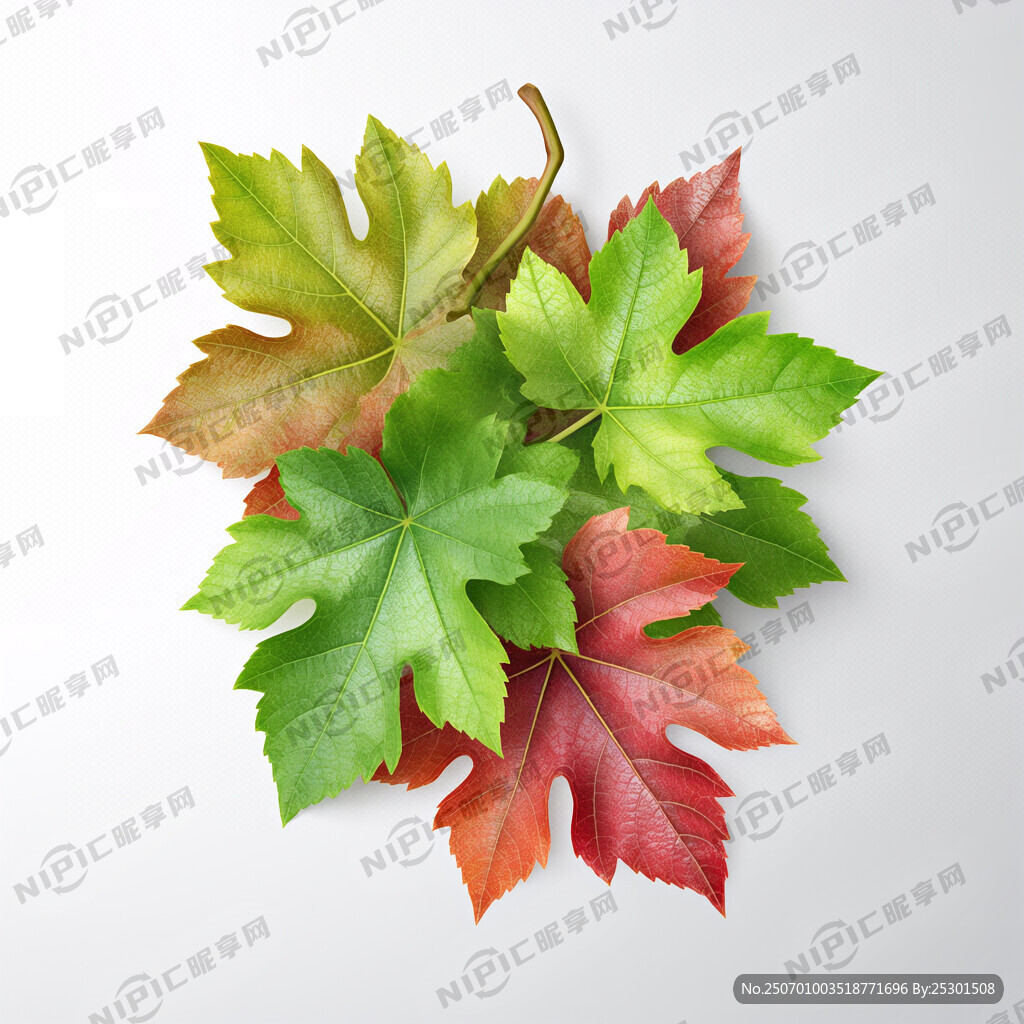 葡萄叶子 几何 五颜六色 水晶