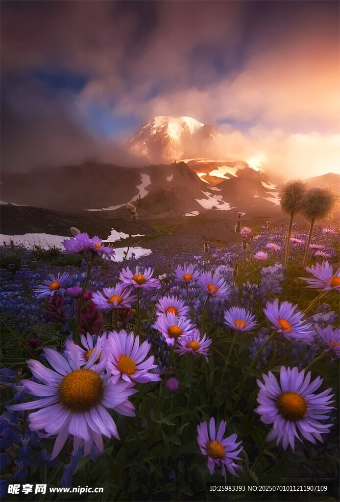 雪山花海