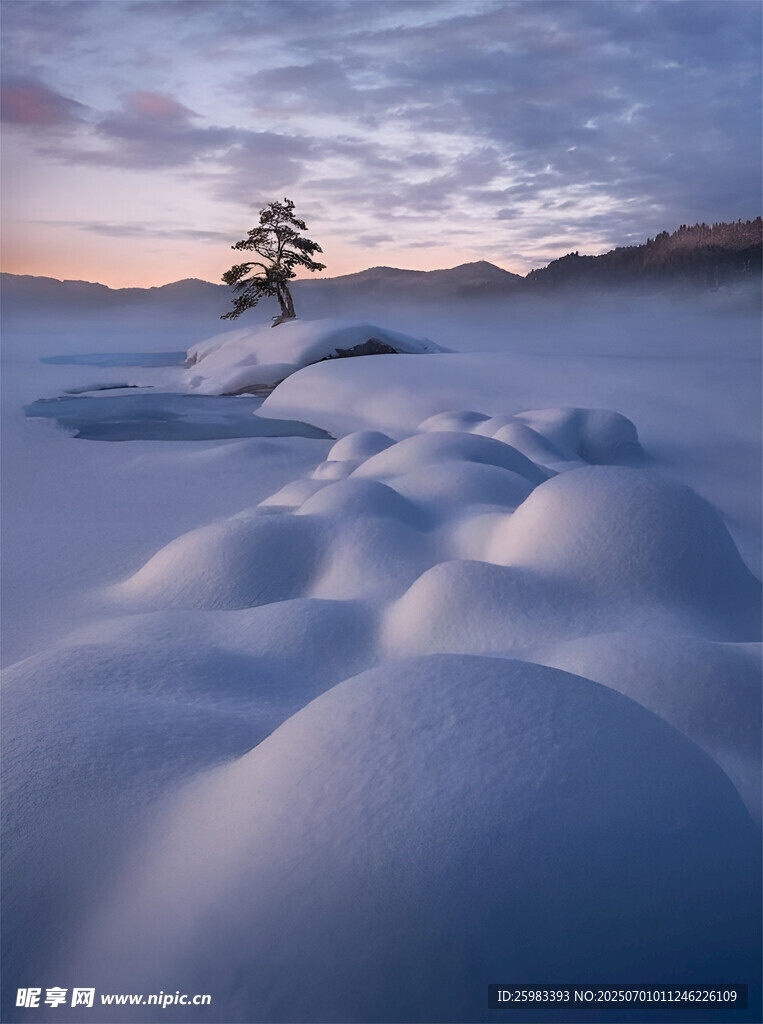 雪野孤树