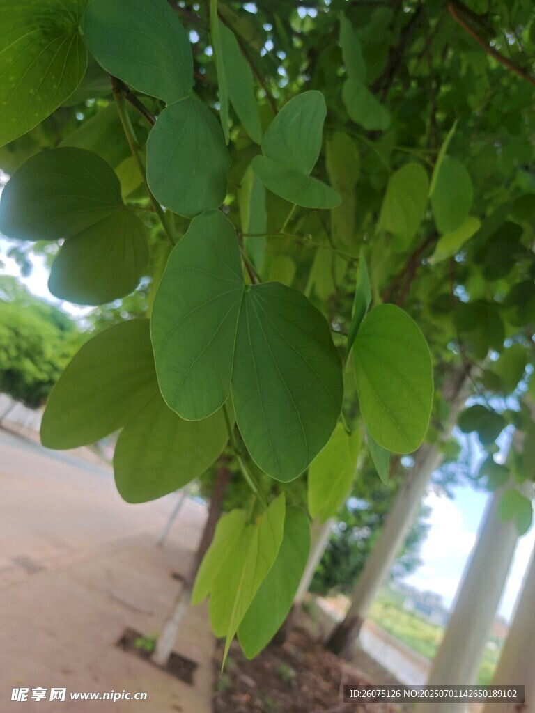 桉树叶