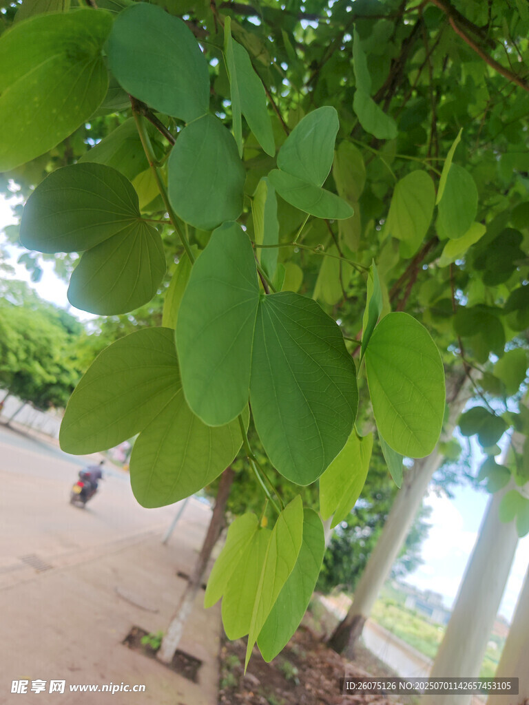 绿叶繁茂的树木特写