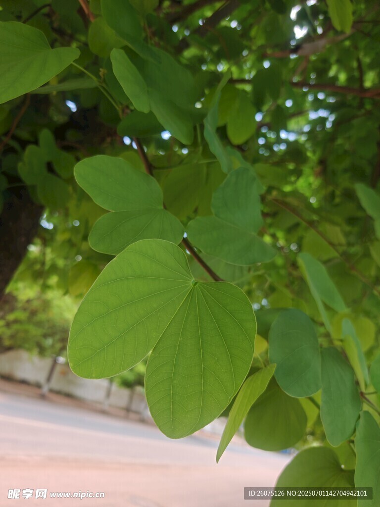 绿叶繁茂的生机景象