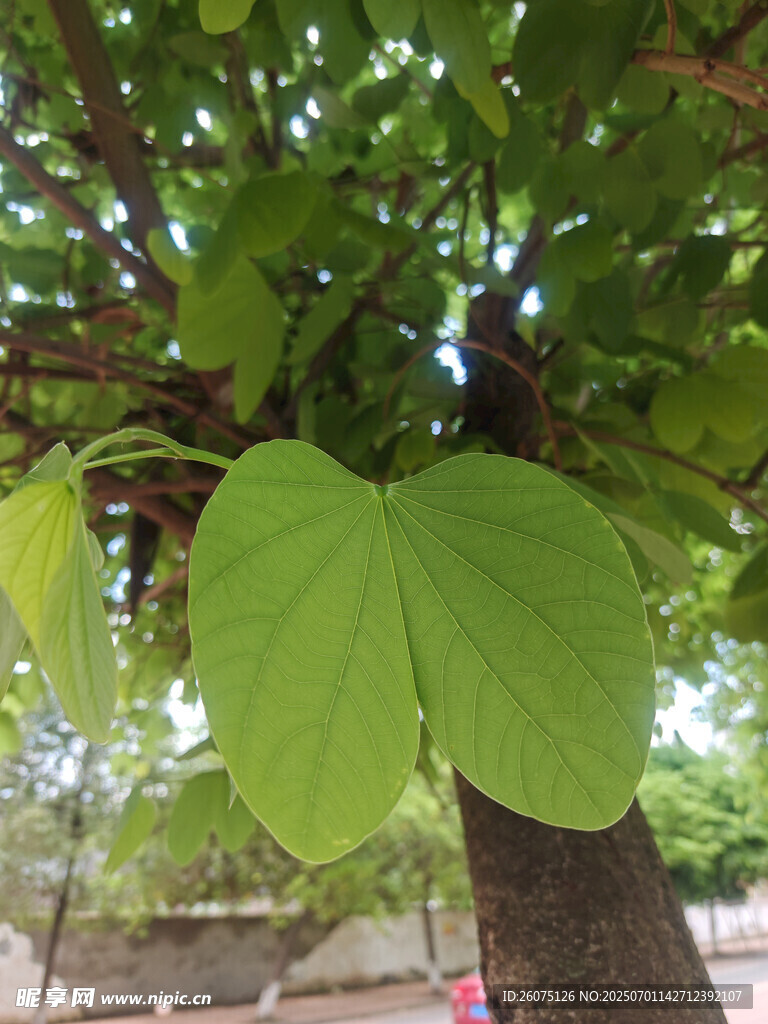 心形绿叶挂于树干