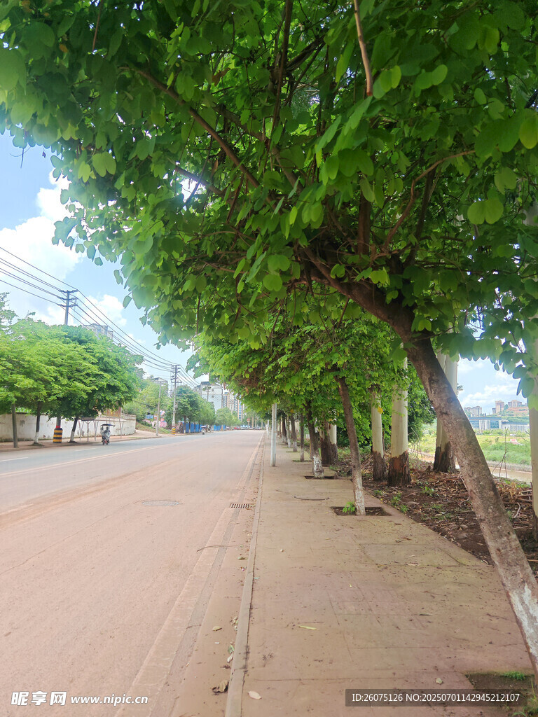 满是泥土的林荫大道