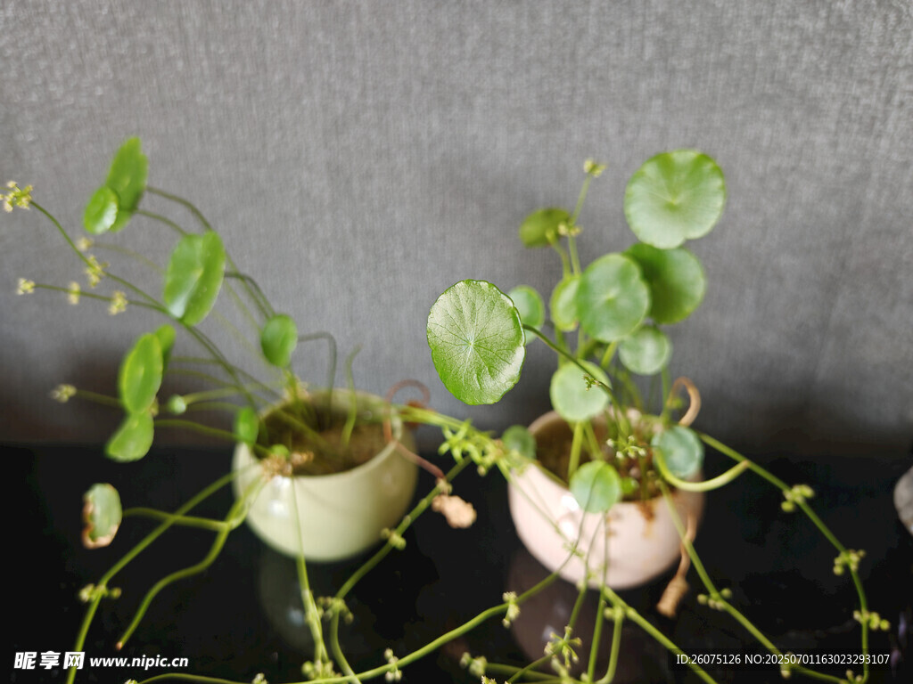 精致盆栽铜钱草展示