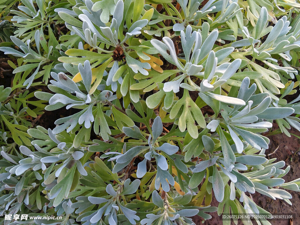 银叶植物特写