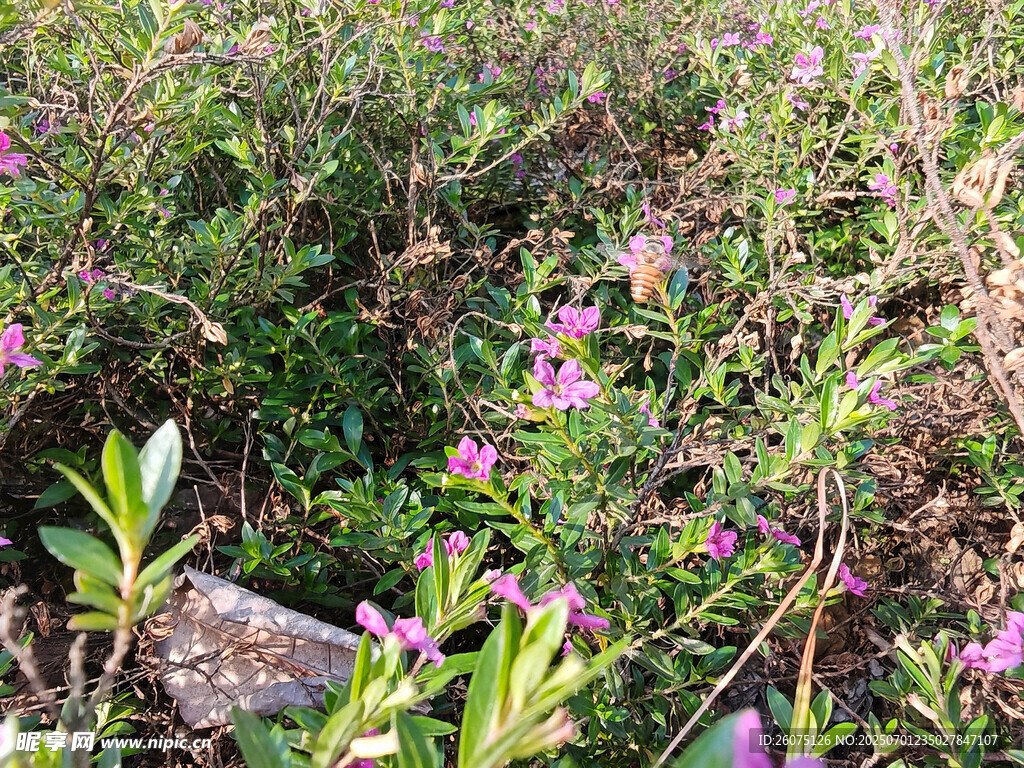野外繁茂的紫色花丛