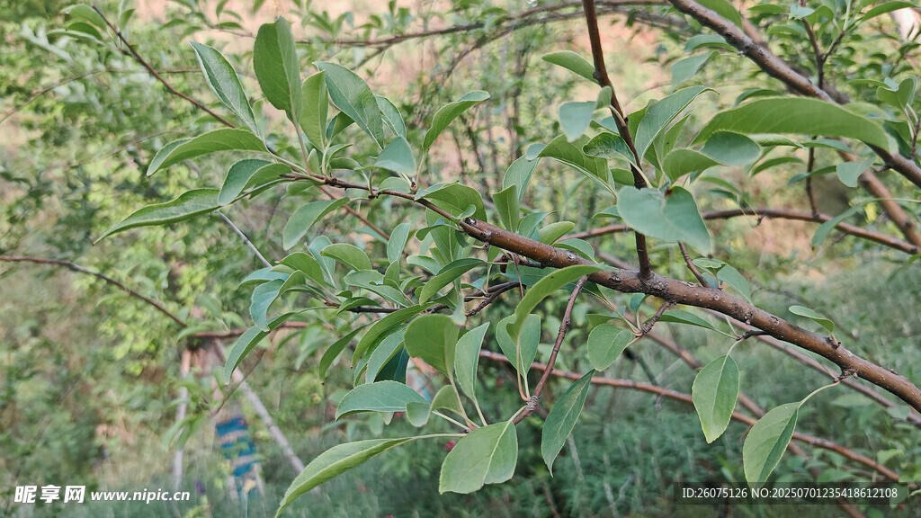 枝头绿叶繁茂的植物景象